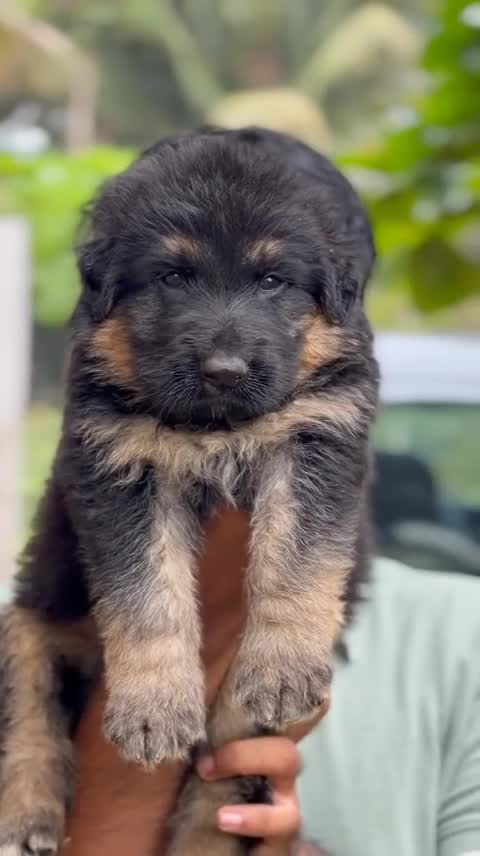 German Shepherd Puppy, farm video