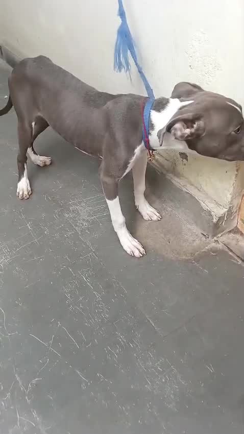 Pitbull Terrier Puppy, farm video