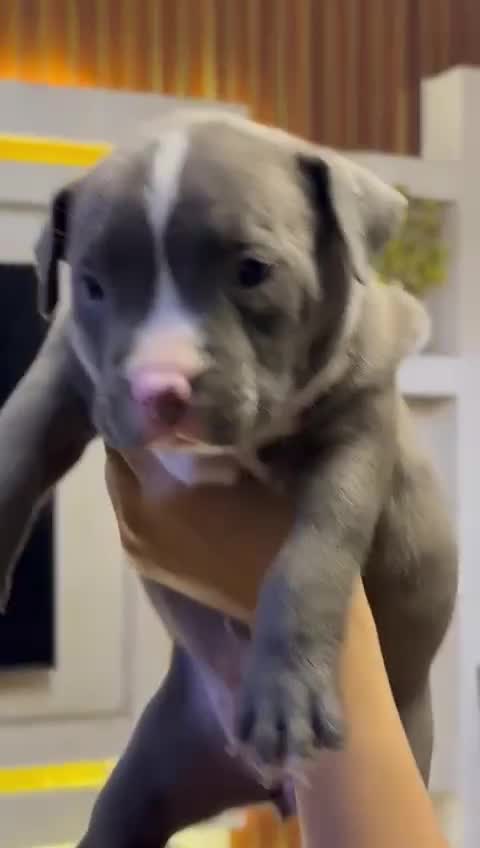 American Bully Pocket Size Puppy, farm video