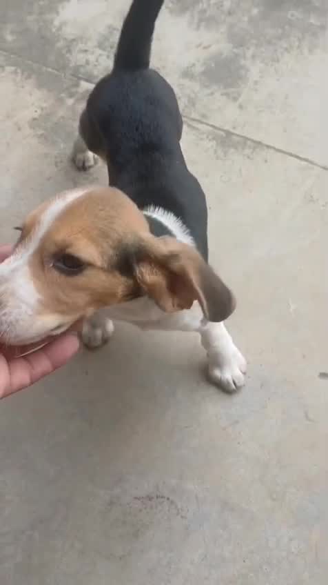 Beagle Black & Tan Puppy, farm video