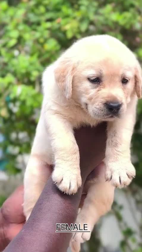 Beagle Black & Tan Puppy, farm video