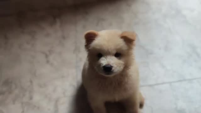 Chow Chow Puppy | Black Color, farm video