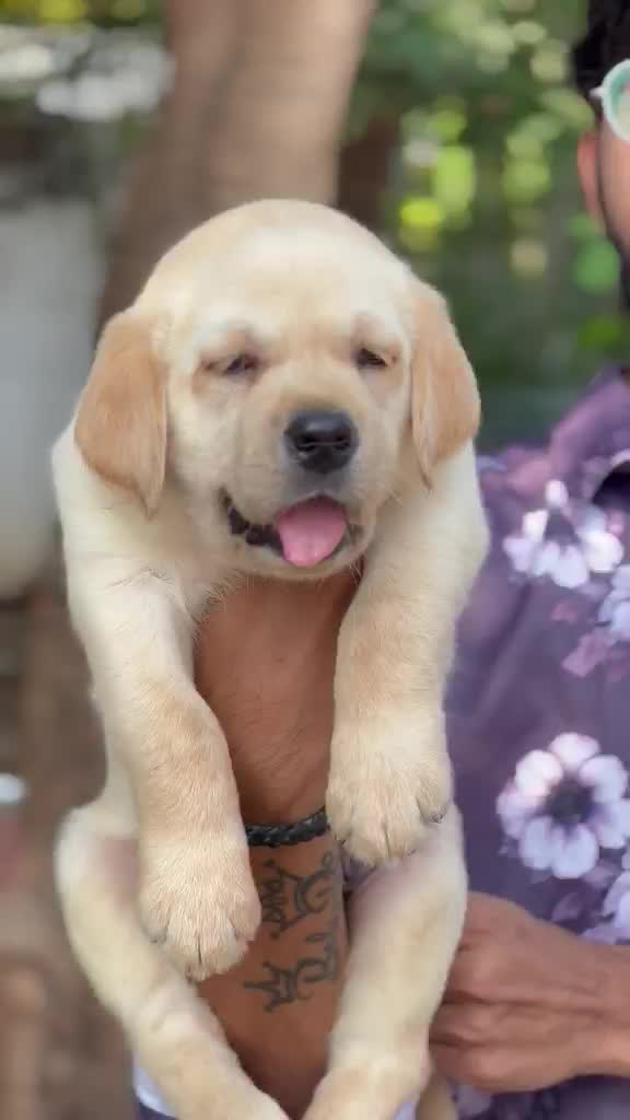 Beagle Black & Tan Puppy, farm video