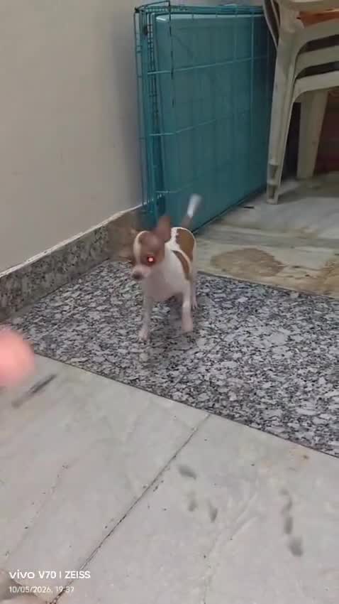 Chihuahua Puppy, farm video