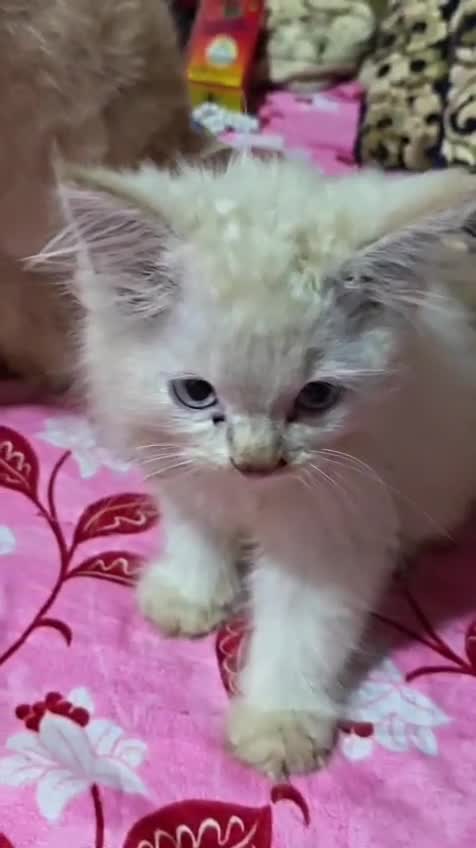 Persian, farm video