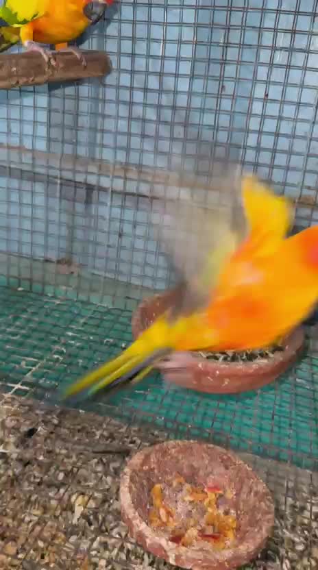 Sun Conure, farm video
