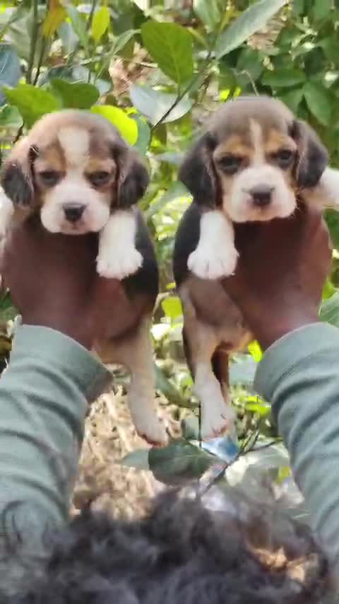 Beagle Black & Tan Puppy, farm video