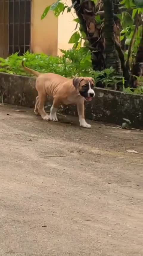 American Bully Pocket Size Puppy, farm video