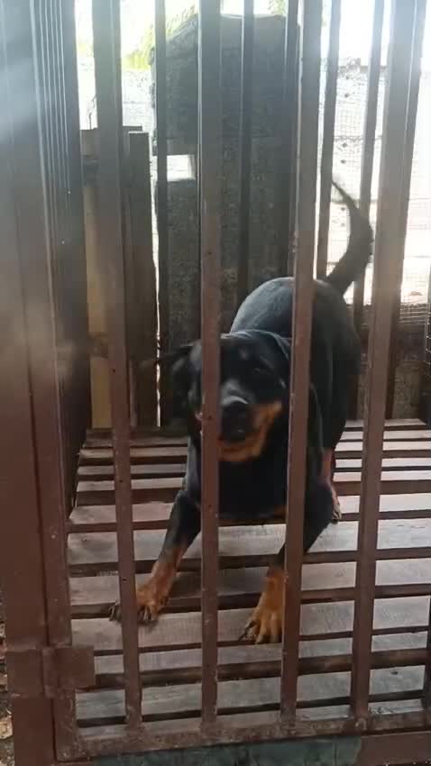 Rottweiler Puppy, farm video