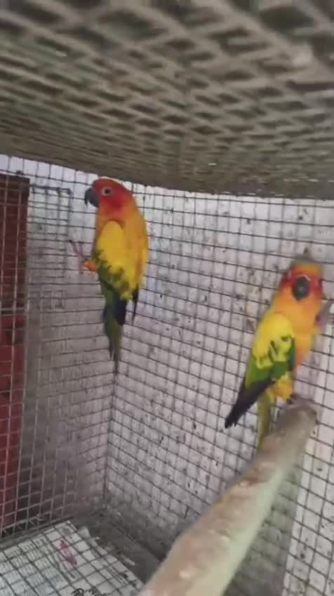 Sun Conure, farm video