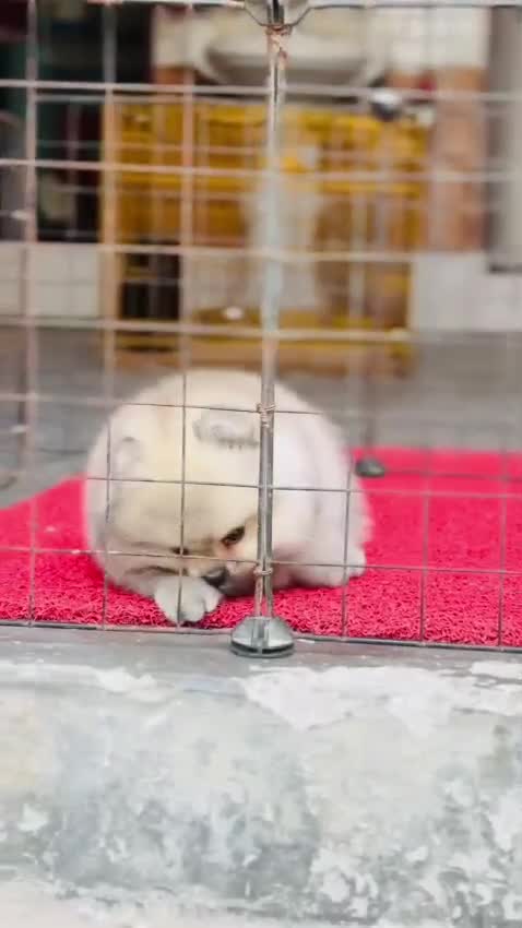 Pomeranian Puppy, farm video