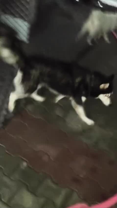 Siberian Husky Puppy | White Color, farm video