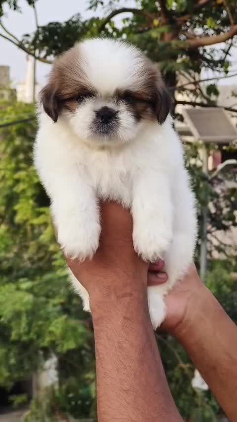 Shih Tzu | Black Color, farm video