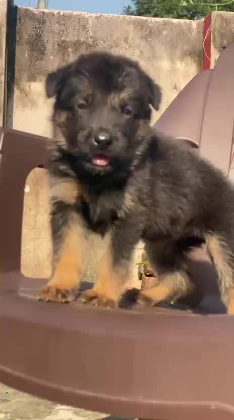 German Shepherd Puppy, farm video