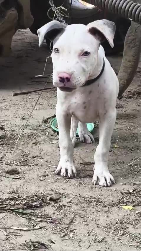Pitbull Terrier Puppy, farm video