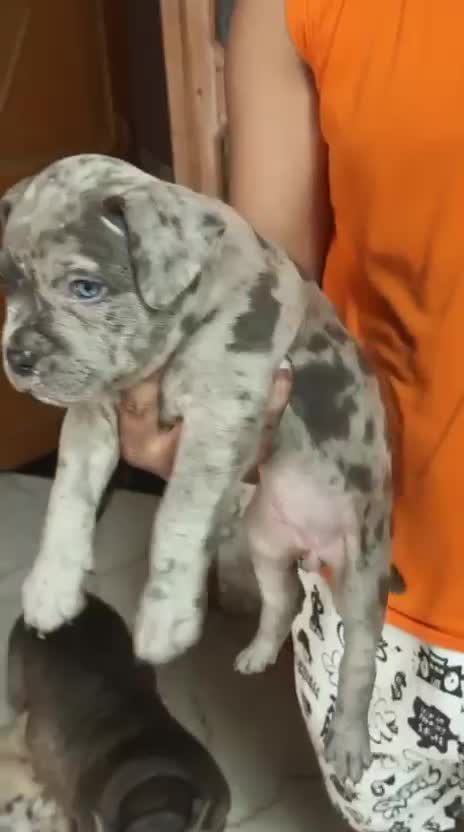 American Bully Pocket Size Puppy, farm video