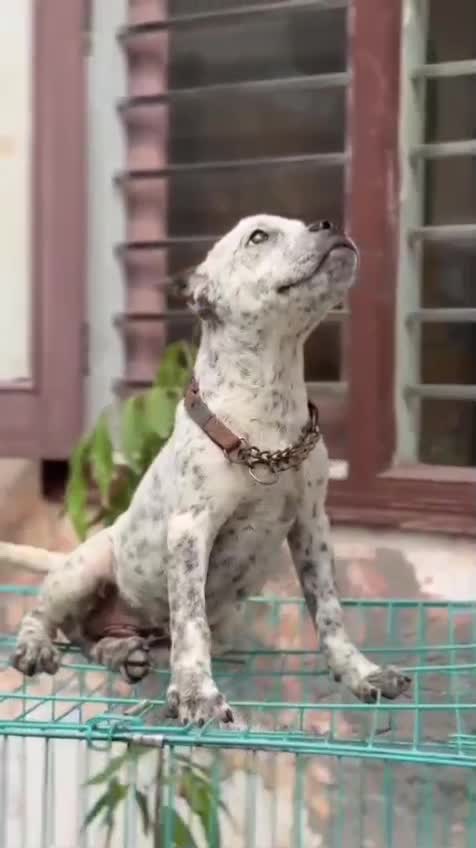 Pitbull Terrier Puppy, farm video