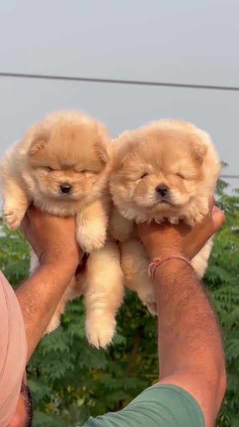 Chow Chow Puppies, farm video
