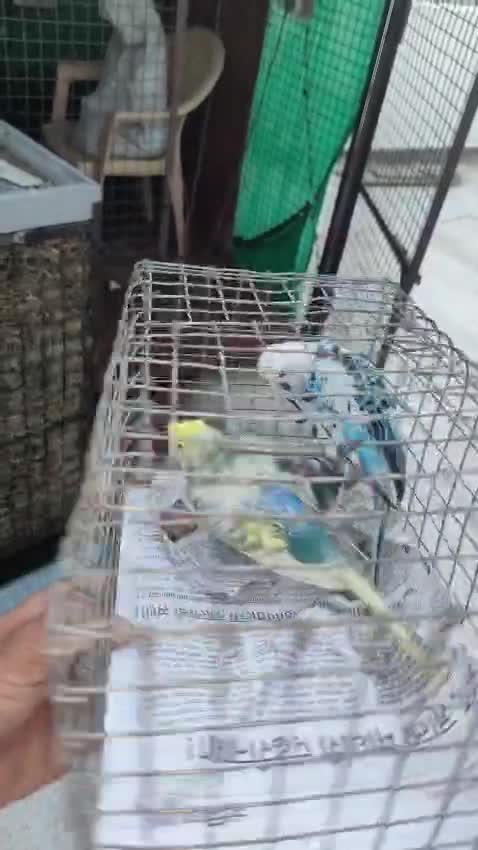 Homer Pigeon, farm video