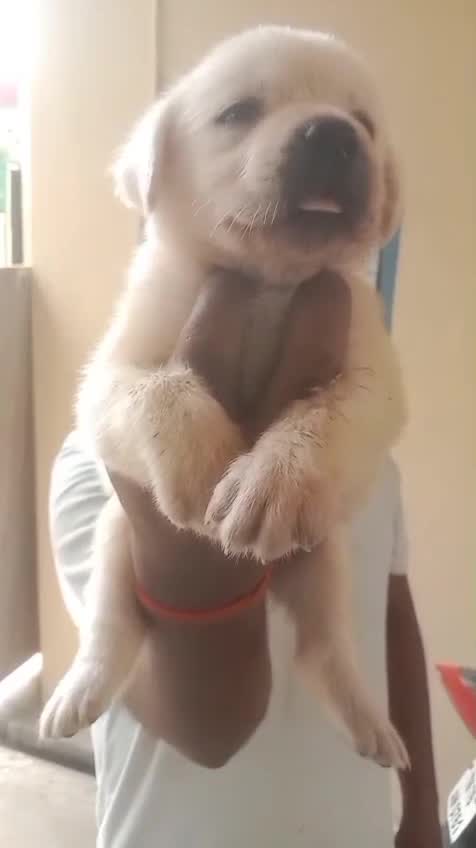 Beagle Black & Tan Puppy, farm video