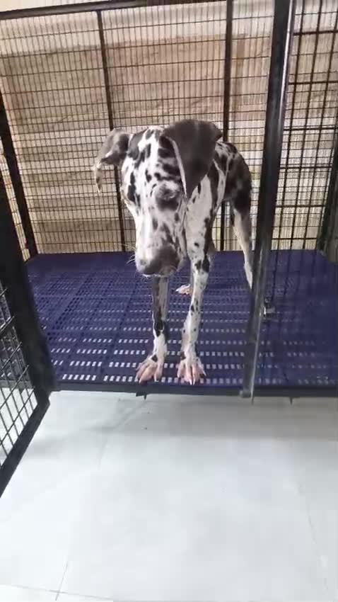 Great Dane Puppy, farm video