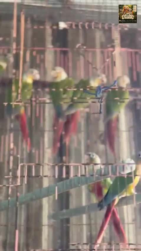 Pineapple Headed Conure, farm video