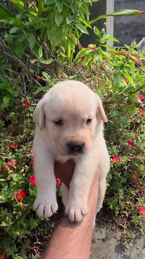 Beagle Black & Tan Puppy, farm video