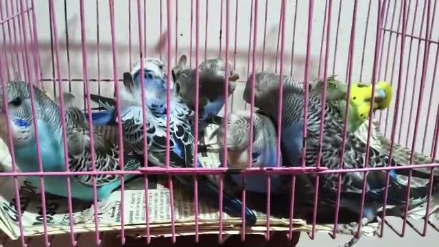 Homer Pigeon, farm video