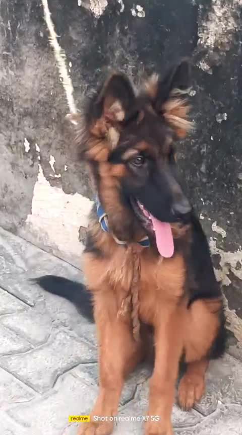 German Shepherd Puppy, farm video