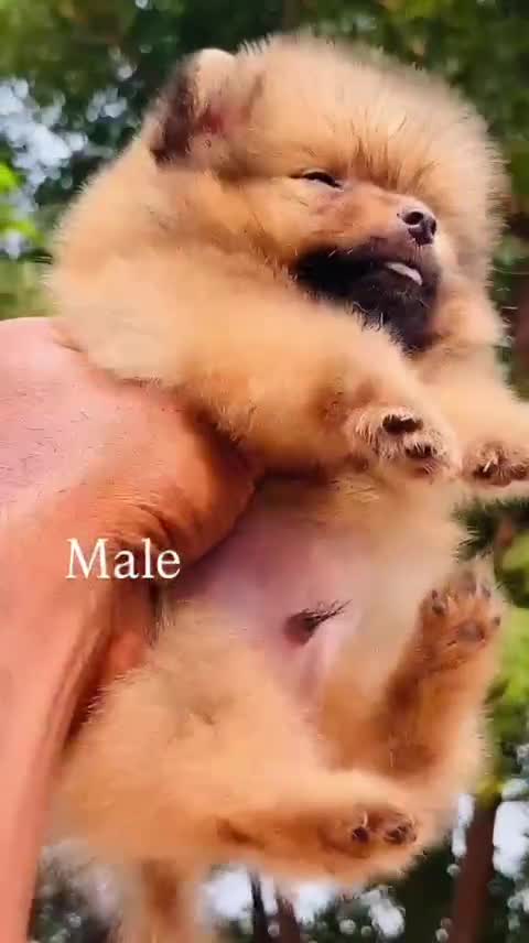 Culture Pom Puppy | White Color, farm video