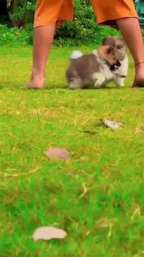 Culture Pom Puppy | White Color, farm video