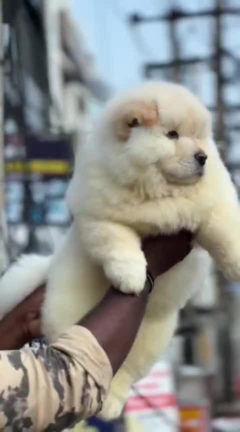 Chow Chow Puppy | Black Color, farm video