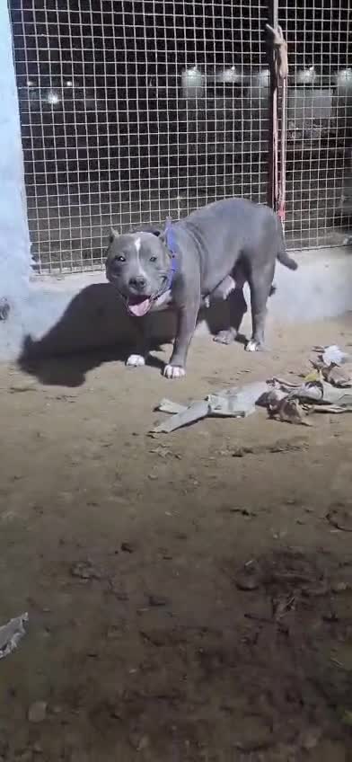 American Bully Pocket Size Puppy, farm video