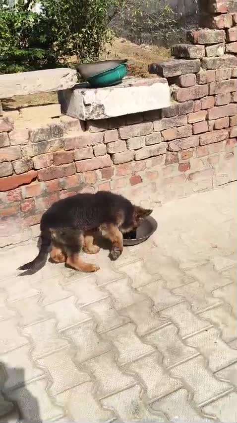 German Shepherd Puppy, farm video