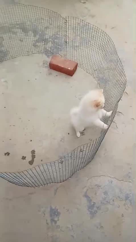Pomeranian Puppy, farm video