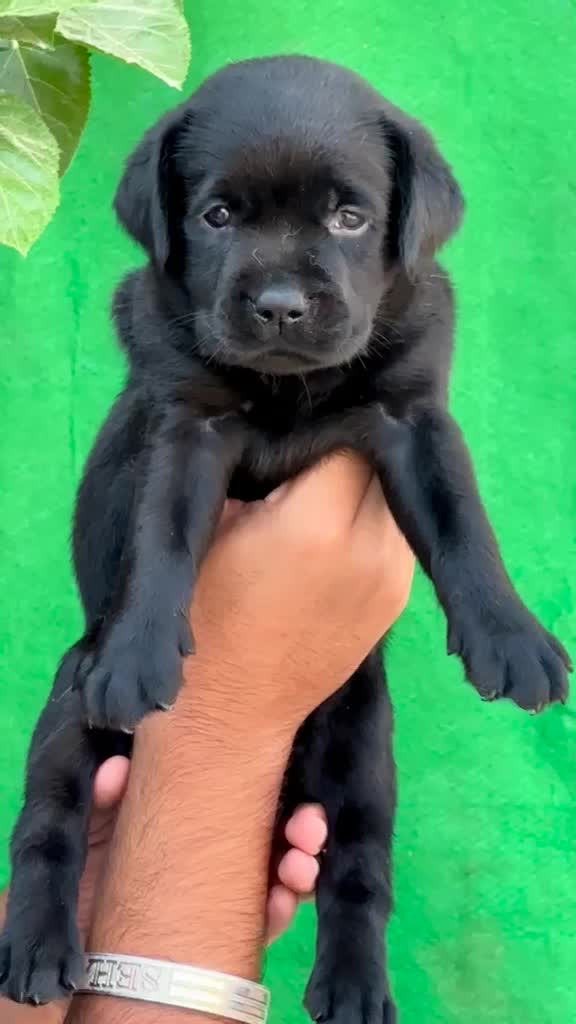 Beagle Black & Tan Puppy, farm video