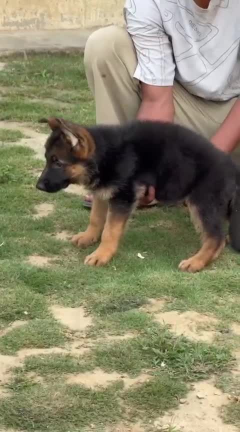 German Shepherd Puppy, farm video