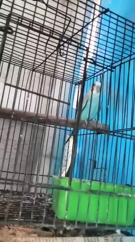 African Love Birds, farm video