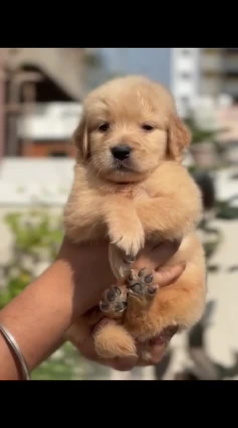 Golden Retriever, farm video