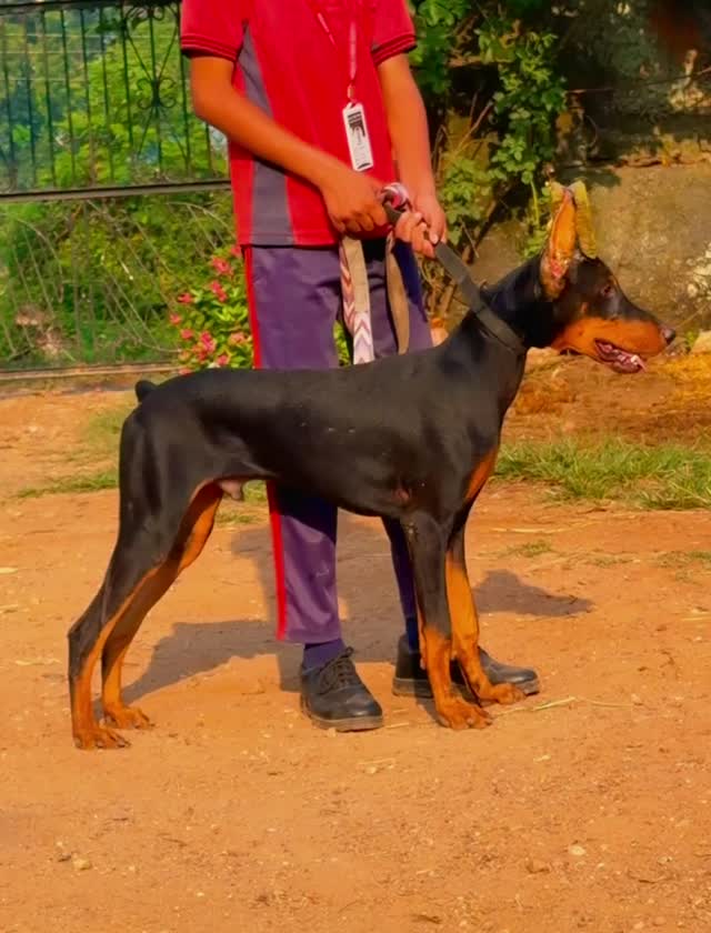 Doberman Pinscher Puppy, farm video