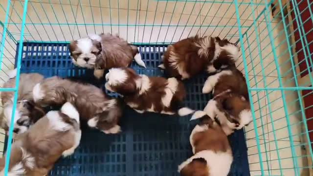 Shih Tzu | Black Color, farm video