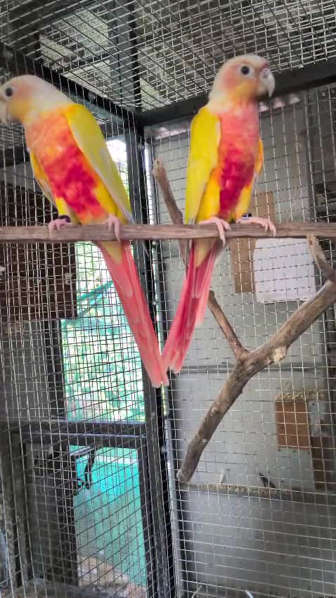 Sun Cheek Conure, farm video