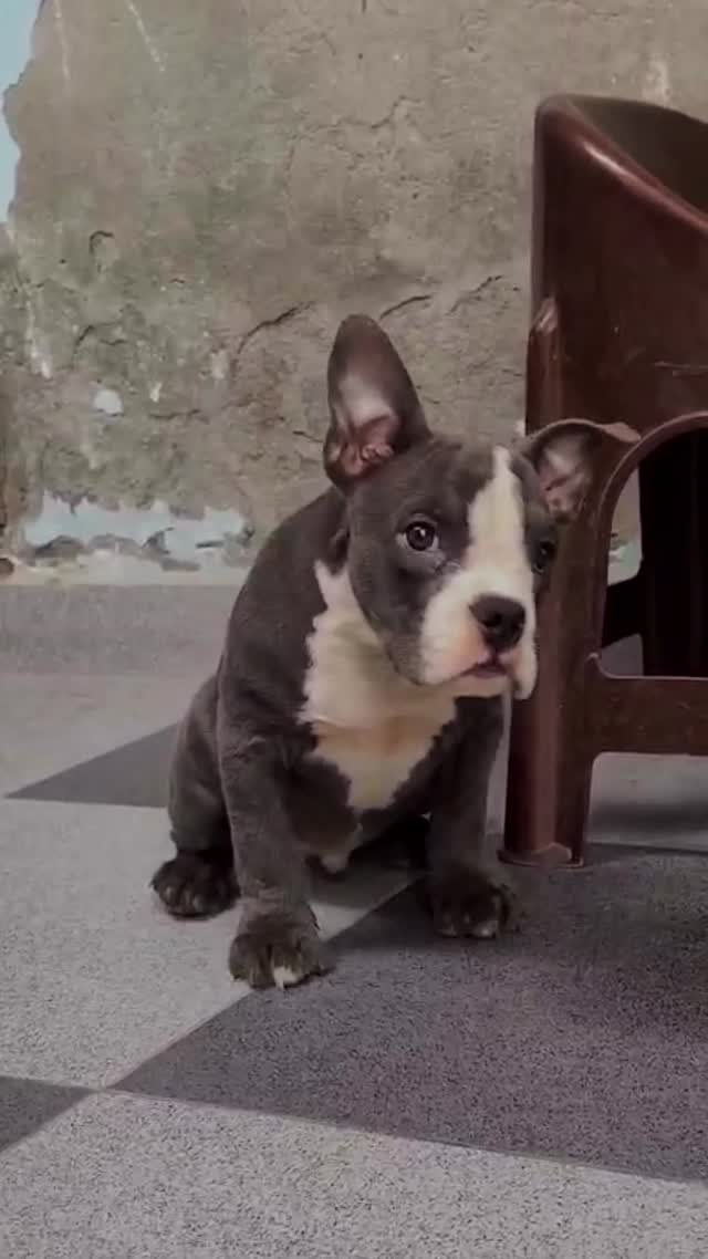 American Bully Pocket Size Puppy, farm video