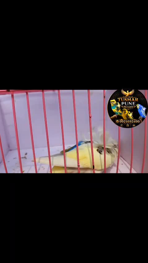 Helicopter Budgies, farm video
