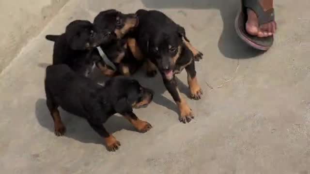 Doberman Pinscher Puppy, farm video