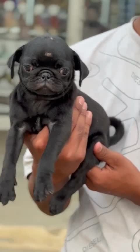Pug Puppy, farm video