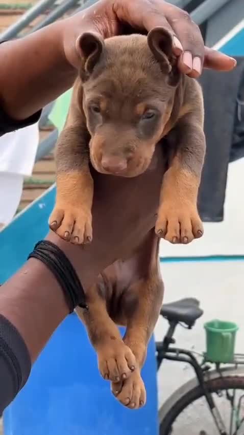 Doberman Pinscher Puppy, farm video