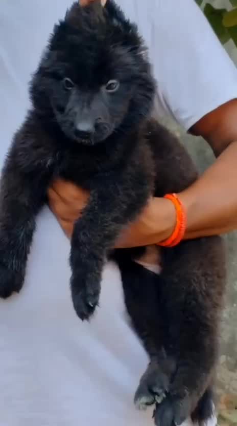 Dachshund Puppy, farm video