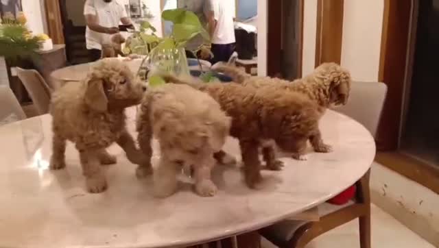 Toy Poodle Puppy, farm video