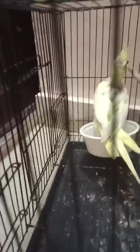 Cockatiel, farm video